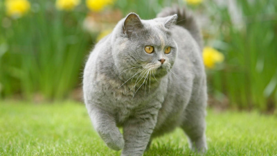 bp-lot-2-british-shorthair-color-outdoor.png