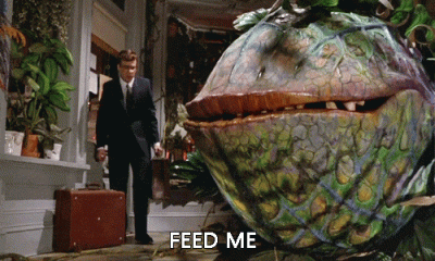 giphy (1).gif